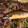 Fall Brookie